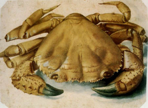 A Crab Albrecht Durer